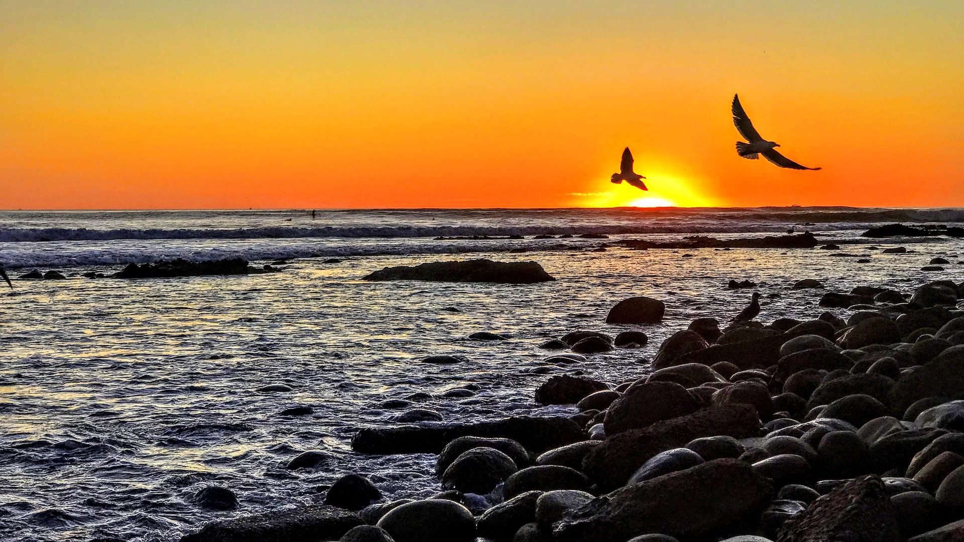 ocean rocks and birds
